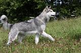 ALASKAN MALAMUTE 721